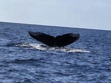 Friends of the Humpbacks in San Clemente's avatar